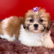 Luna, Lhassa Apso