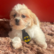Luke, Lhassa Apso