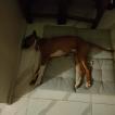 Zeus, Boxer