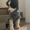Odin, Border Collie