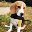 Taho, Beagle