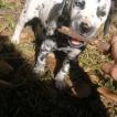 Tauro, Dalmatien