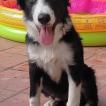 Maqui, Border Collie