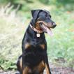 Annabelle, "Belle", Beauceron