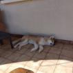 Toshi, Akita Inu