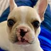 Garbanzo, Bulldog Francés