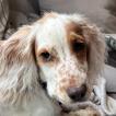 Hazel, Cocker Spaniel