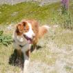 Yuki, Australian Shepherd