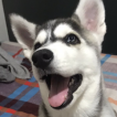 Nassir, Malamute De Alaska