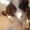 TAIKO, Border Collie