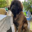Leo, Leonberg