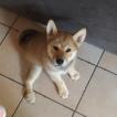 Missy, Shiba Inu Japonés