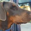 Triss, Dobermann