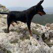 Palla, Pinscher (Alemán)