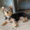 TRUFA, Yorkshire Terrier