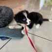 TIGA, Border Collie