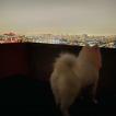 M, Samoyedo