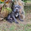 Thor, Cane Corso