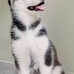 SHELDON, Husky Siberien