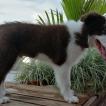 Milo, Border Collie