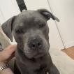 Tao, Staffordshire Bull Terrier
