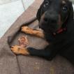Jasper, Dóbermann