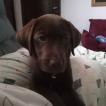 Melinoe, Labrador Retriever