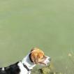Tyson, Beagle