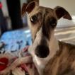 Goofy, Whippet