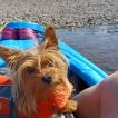 Lolly, Yorkshire Terrier