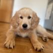 Tesla, Golden Retriever