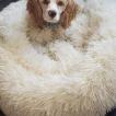 Dumbo, Cocker Spaniel