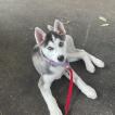 Rey, Husky Siberiano