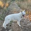 thabor, White swiss Shepherd Dog