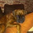 Tino, Boxer