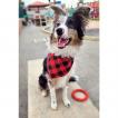 Perea Brandy, Border Collie