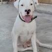 Demone blanco, Dogo Argentino