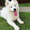 Thor, Samoiedo