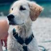 June, Golden Retriever