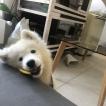 Scott, Samoyede