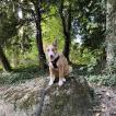 Talwin, Border Collie