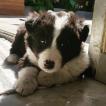 Iron, Border Collie