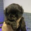 Dora, Shih Tzu