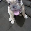 Mayke, Bulldog Francés