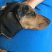 Hugo, Dachshund (Pelo Largo)