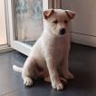 Tilhane, Altri cani