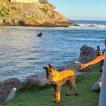 Max, Pastor Belga Malinois