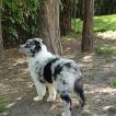 Phoebee, Australian Shepherd Dog