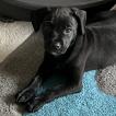 Taïe, Staffordshire Bull Terrier