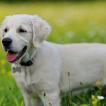Oja, Golden Retriever